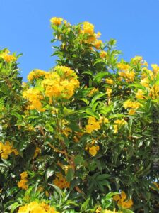 yellow flowering allamanda bush | 3 live plants | allamanda schottii | beautiful indoor and outdoor blooming shrub