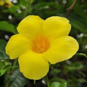 Yellow Flowering Allamanda Bush | 3 Live Plants | Allamanda Schottii | Beautiful Indoor and Outdoor Blooming Shrub