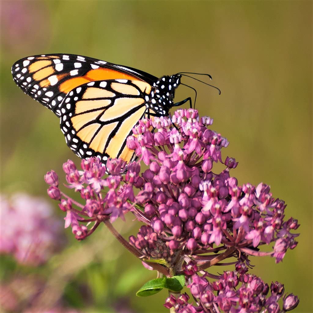 Swamp Milkweed Plant Live Pink Rose Milkweed Asclepias Incarnata Starter Plant Butterfly