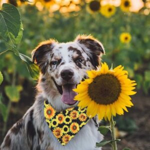 Sunflower Fabric,6 PCS Spring Fall Floral Polyester Fat Quarters Fabric Bundles 20 x 20 inches,Yellow Orange Black Sunflower Sewing Polyester Vintage Cotton Fabric Material For Sewing Clothes Quilting