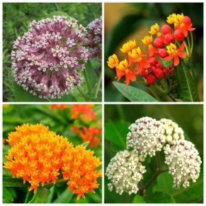 800+ butterfly milkweed seeds for planting, swamp milkweed, common milkweed, showy milkweed, 4 pack of 200 seeds each heirloom, non-gmo untreated, ttract monarch butterflies.