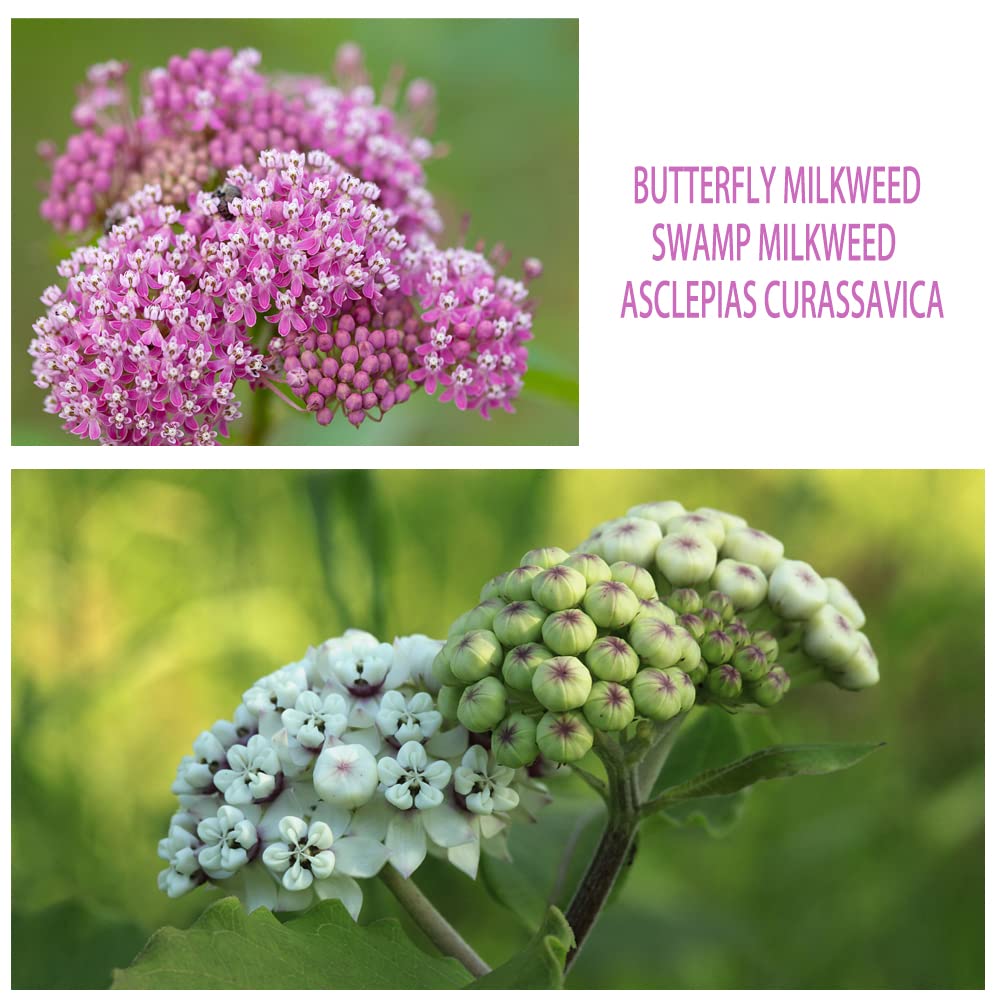 800+ Butterfly Milkweed Seeds for Planting, Swamp Milkweed, Common Milkweed, Showy Milkweed, 4 Pack of 200 Seeds Each Heirloom, Non-GMO Untreated, ttract Monarch Butterflies.