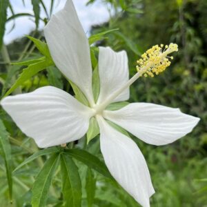 Hibiscus coccineus Alba | White & Texas Star | Rose Mallow | 10_Seeds