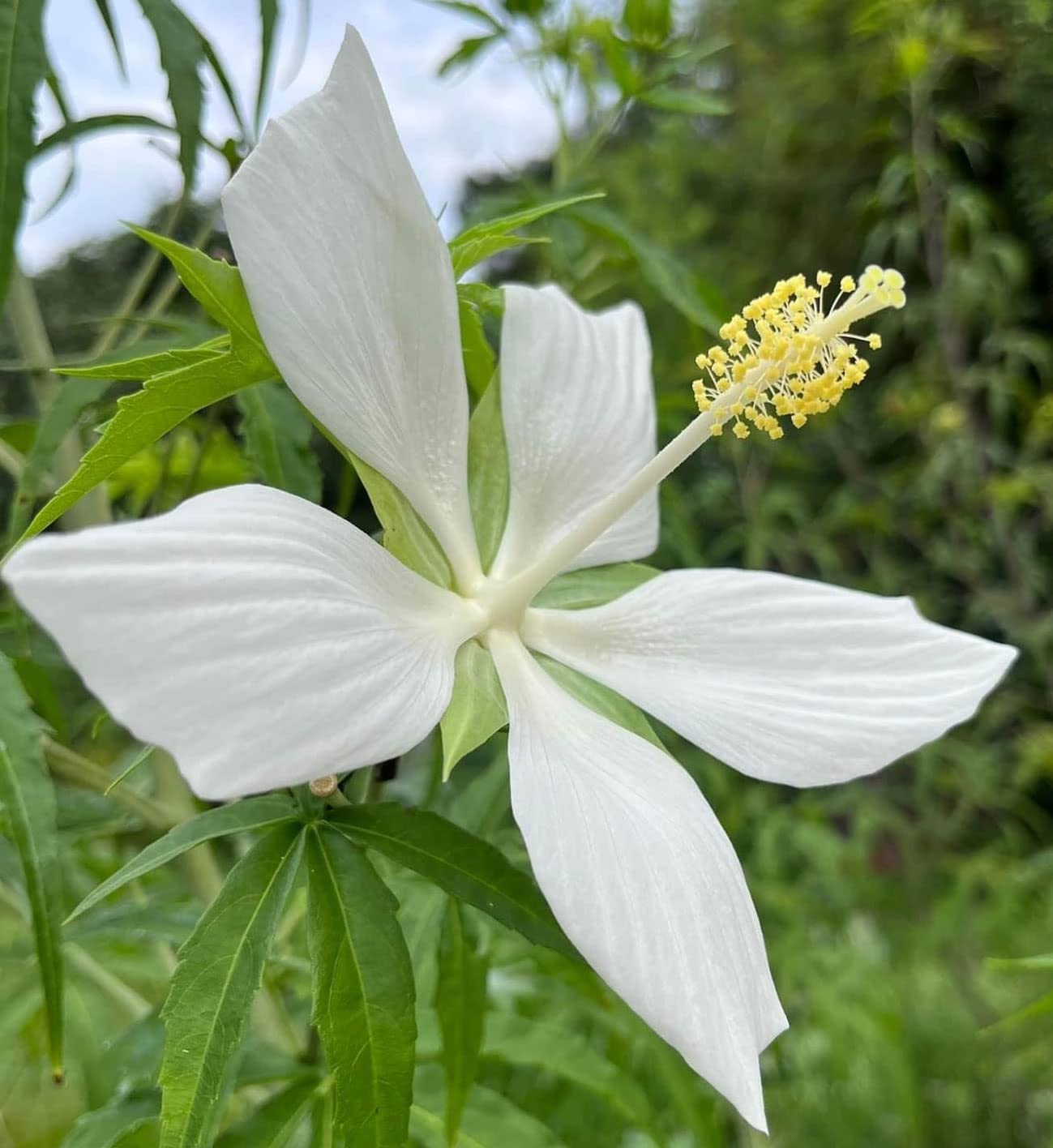 Hibiscus coccineus Alba | White & Texas Star | Rose Mallow | 10_Seeds