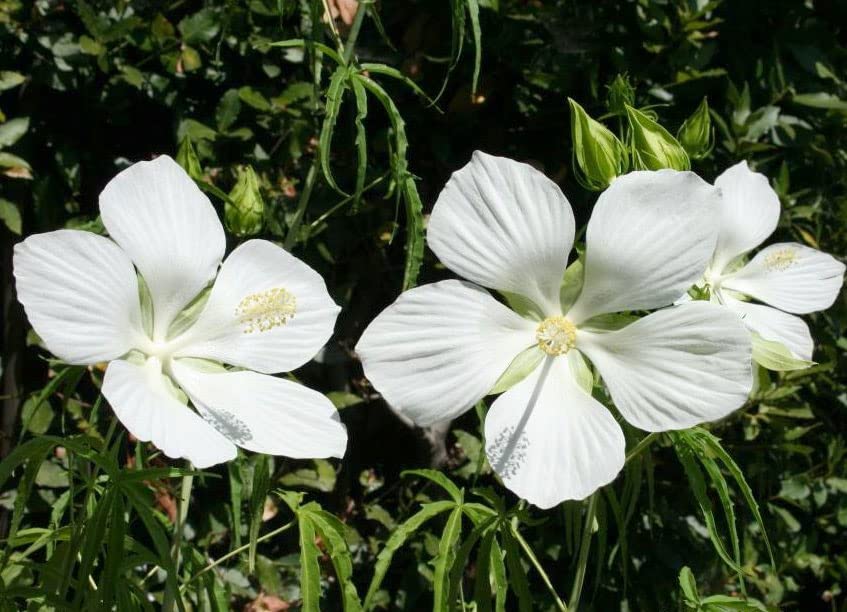 Hibiscus coccineus Alba | White & Texas Star | Rose Mallow | 10_Seeds