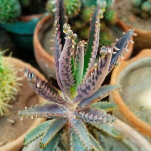 Mothers of Thousands Kalanchoe Live Plant 3 to 5 Inc Tall Starter, Kalanchoe Succulent