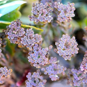 Mothers of Thousands Kalanchoe Live Plant 3 to 5 Inc Tall Starter, Kalanchoe Succulent