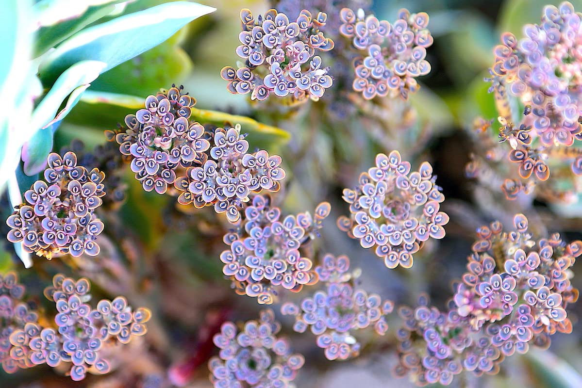 Mothers of Thousands Kalanchoe Live Plant 3 to 5 Inc Tall Starter, Kalanchoe Succulent