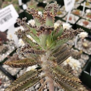 Mothers of Thousands Kalanchoe Live Plant 3 to 5 Inc Tall Starter, Kalanchoe Succulent