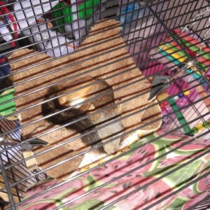 POPETPOP Ferret Toys Toys for Hamsters Hamster Hammock Pet Hammock for Cage Rat Hammocks for Cage Rat Toys and Accessories for Cage Bunk Bed Small Animals Bed Linings Squirrel Hammock