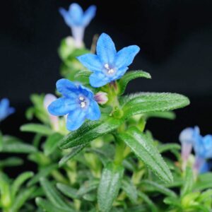 Glandora Diffusa Seeds Lithodora Diffusa Perennial Hardy Low Maintenance Attracts Butterflies Ground Cover Pathways Rock Garden Containers Outdoor 200Pcs Herb Seeds by YEGAOL Garden