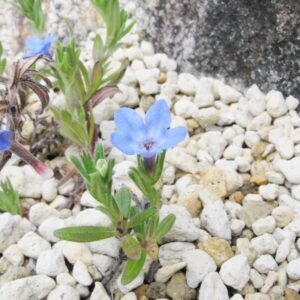 Glandora Diffusa Seeds Lithodora Diffusa Perennial Hardy Low Maintenance Attracts Butterflies Ground Cover Pathways Rock Garden Containers Outdoor 200Pcs Herb Seeds by YEGAOL Garden