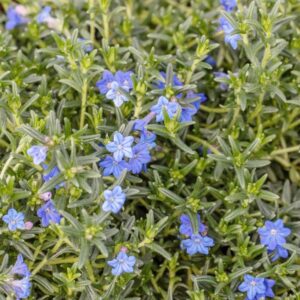 Glandora Diffusa Seeds Lithodora Diffusa Perennial Hardy Low Maintenance Attracts Butterflies Ground Cover Pathways Rock Garden Containers Outdoor 200Pcs Herb Seeds by YEGAOL Garden