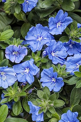 4.25 in. Eco+Grande, Blue My Mind® Dwarf Morning Glory (Evolvulus) Live Plant, Blue Flowers