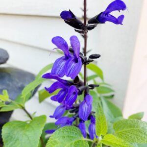 Salvia Guaranitica 'Black and Blue' Seeds Anise-Scented Sage Attracting Pollinators Like Butterflies, and Bees Low-Maintenance Add Color to Garden Beds, Borders, Containers 30Pcs by YEGAOL Garden