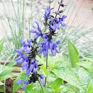 Salvia Guaranitica 'Black and Blue' Seeds Anise-Scented Sage Attracting Pollinators Like Butterflies, and Bees Low-Maintenance Add Color to Garden Beds, Borders, Containers 30Pcs by YEGAOL Garden