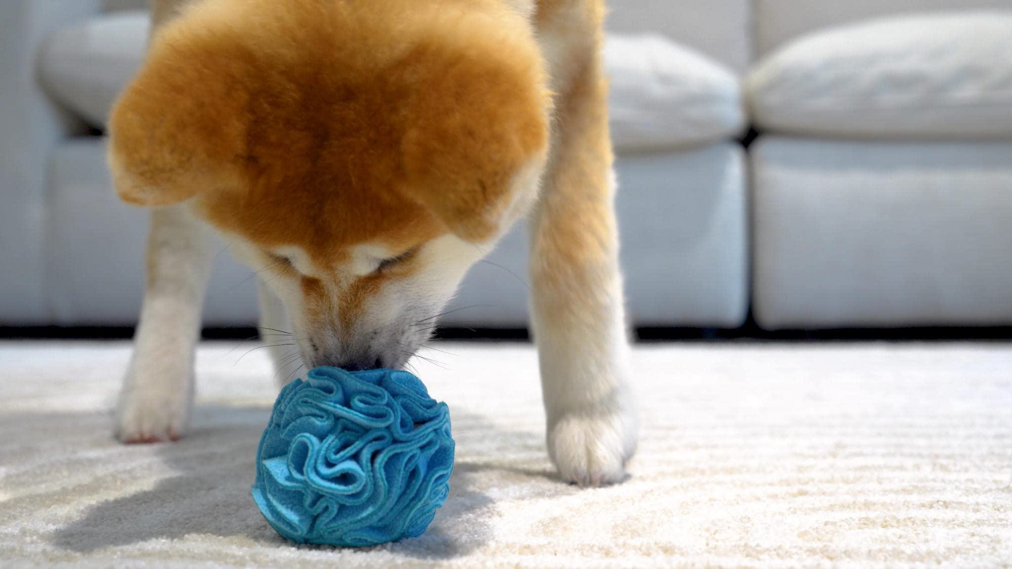 Glory To Dog Puppy and Small Breed Snuffle Interactive Foraging Dog Puzzle Ball Toy Blue