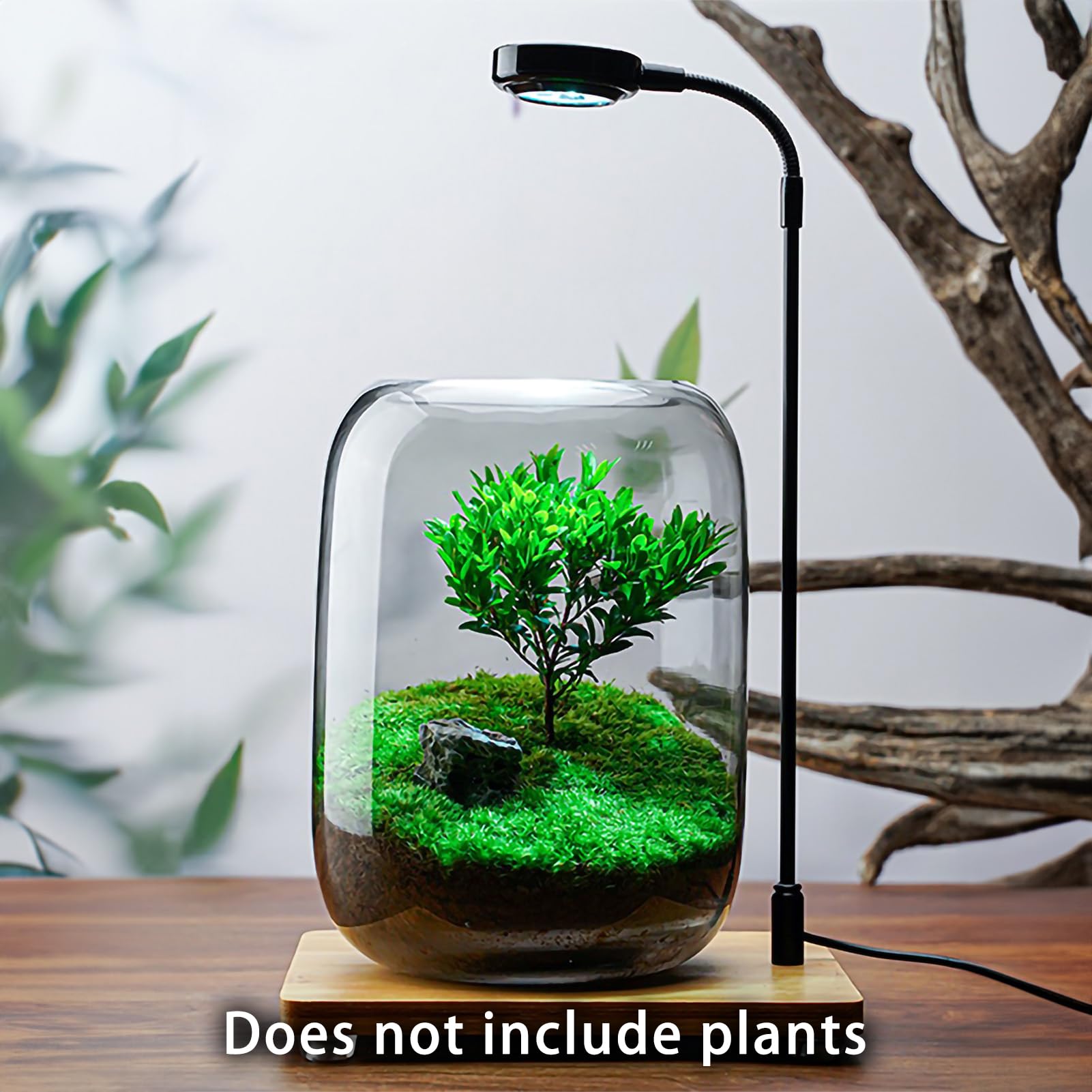 SARUFO Glass Plant Terrarium 6.3"X8.6" Inches Succulent Air Planter Fern Moss Micro-Landscape Vase for Home Garden Office Tabletop Decoration Container Indoor Wardian Copyright Patent