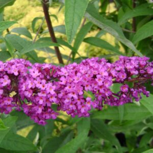 Greenwood Nursery: Live Shrub Plants - Royal Red Butterfly Bush + Buddleja/Buddleia Davidii - [Qty: 2X Pint Pots] - (Click for Other Available Plants/Quantities)