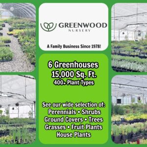 Greenwood Nursery: Live Shrub Plants - Royal Red Butterfly Bush + Buddleja/Buddleia Davidii - [Qty: 2X Pint Pots] - (Click for Other Available Plants/Quantities)