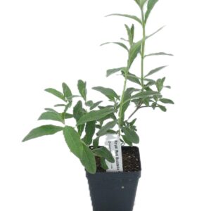 Greenwood Nursery: Live Shrub Plants - Royal Red Butterfly Bush + Buddleja/Buddleia Davidii - [Qty: 2X Pint Pots] - (Click for Other Available Plants/Quantities)