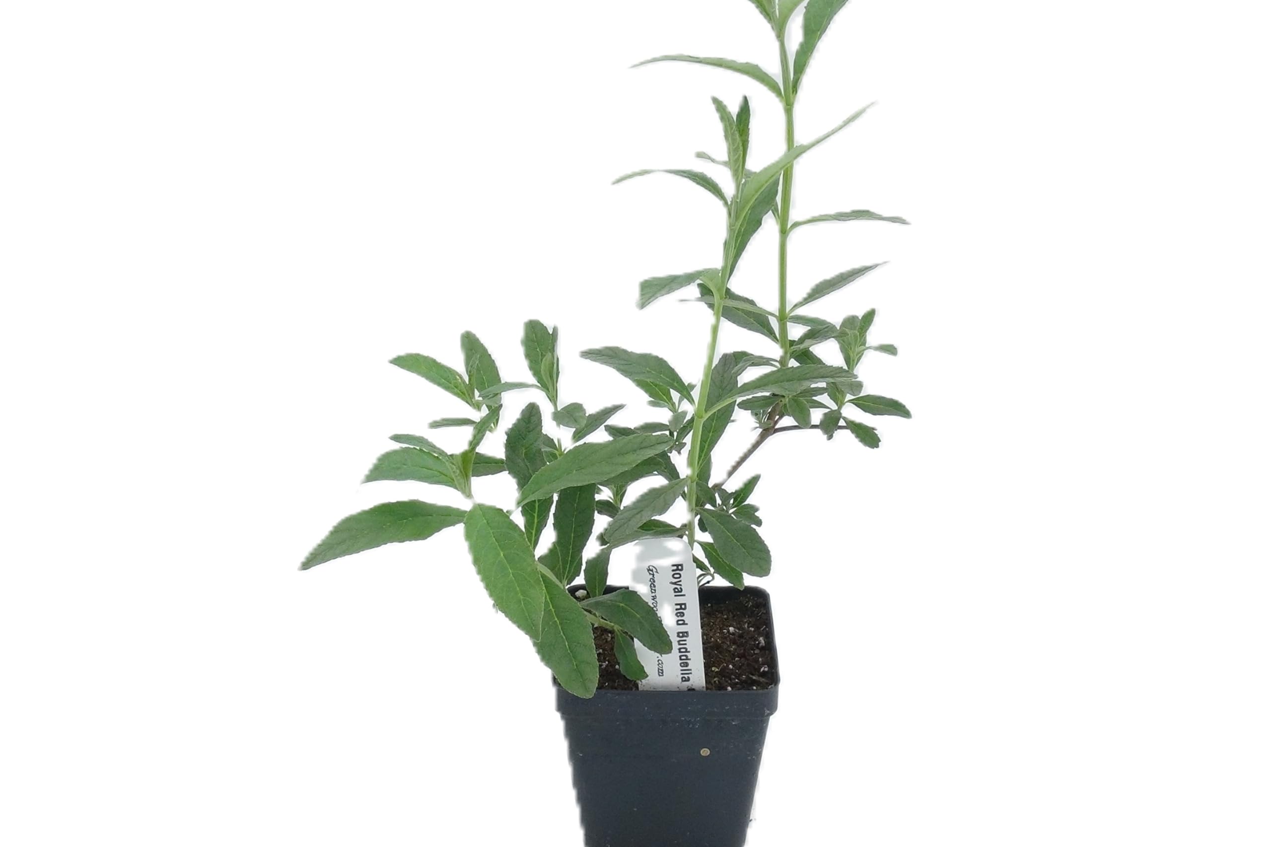 Greenwood Nursery: Live Shrub Plants - Royal Red Butterfly Bush + Buddleja/Buddleia Davidii - [Qty: 2X Pint Pots] - (Click for Other Available Plants/Quantities)