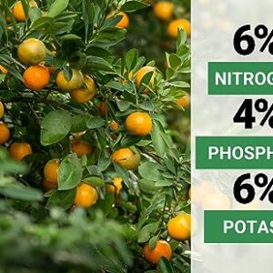 Gardenwise 6-4-6 Avocado and Citrus Tree Professional Fertilizer Plant Food for Outdoor/Indoor Gardening; Quick-Release Nitrogen Fertilizer; Orange, Lime, Avocado and Lemon Tree Fertilizer (2 QUARTS)