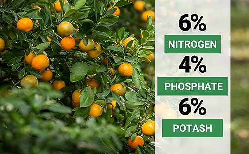 Gardenwise 6-4-6 Avocado and Citrus Tree Professional Fertilizer Plant Food for Outdoor/Indoor Gardening; Quick-Release Nitrogen Fertilizer; Orange, Lime, Avocado and Lemon Tree Fertilizer (2 QUARTS)