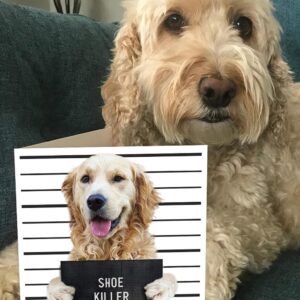 Brainbox Candy - Funny Birthday Cards - 'Shoe Killer' - Cute Dog Cards - Golden Retriever Dog Owners - Pet Dog Lovers - Cheeky Birthday Cards for Him Her Men Women Partner Friend