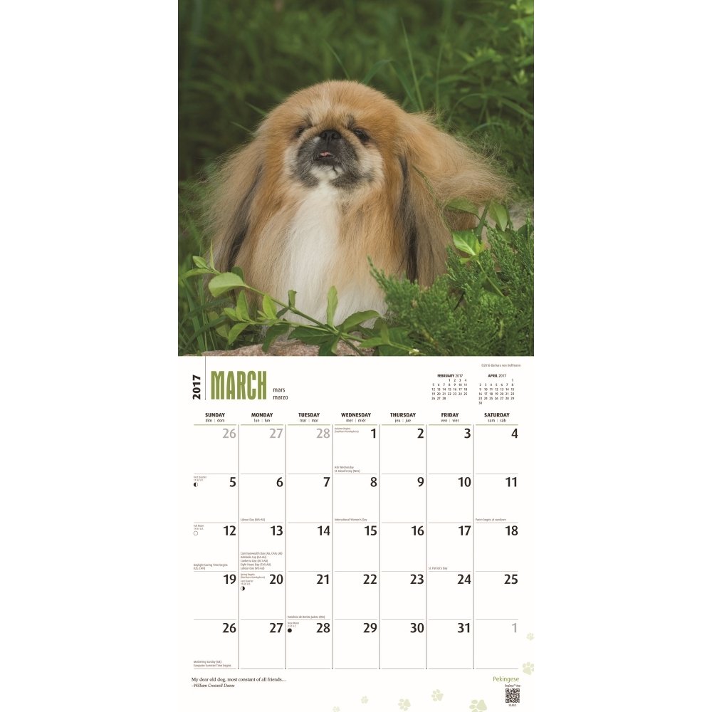 Pekingese 2017 Square