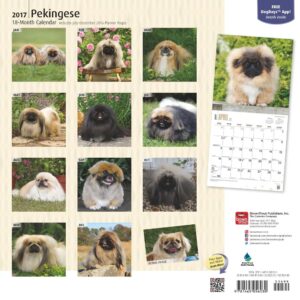 Pekingese 2017 Square