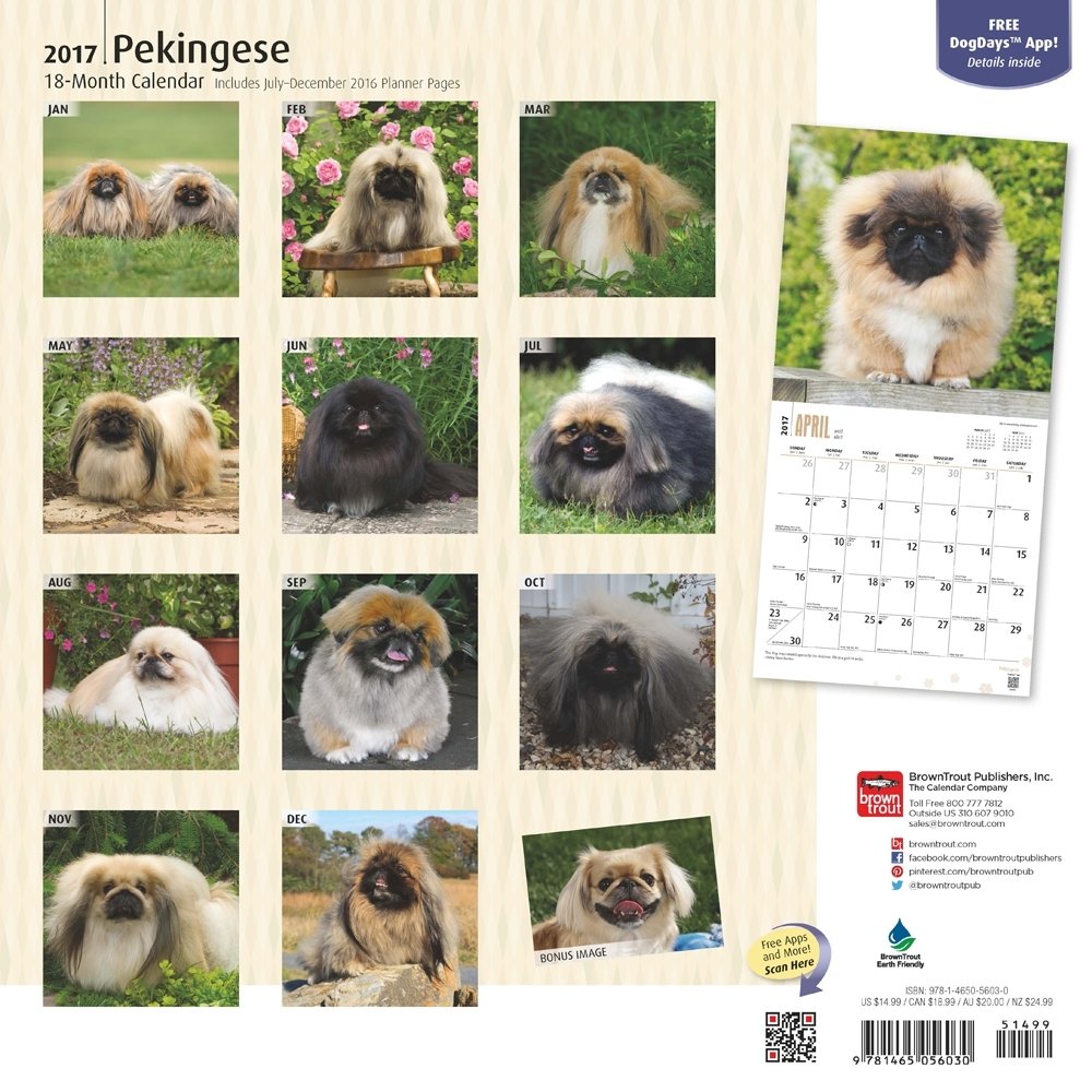 Pekingese 2017 Square