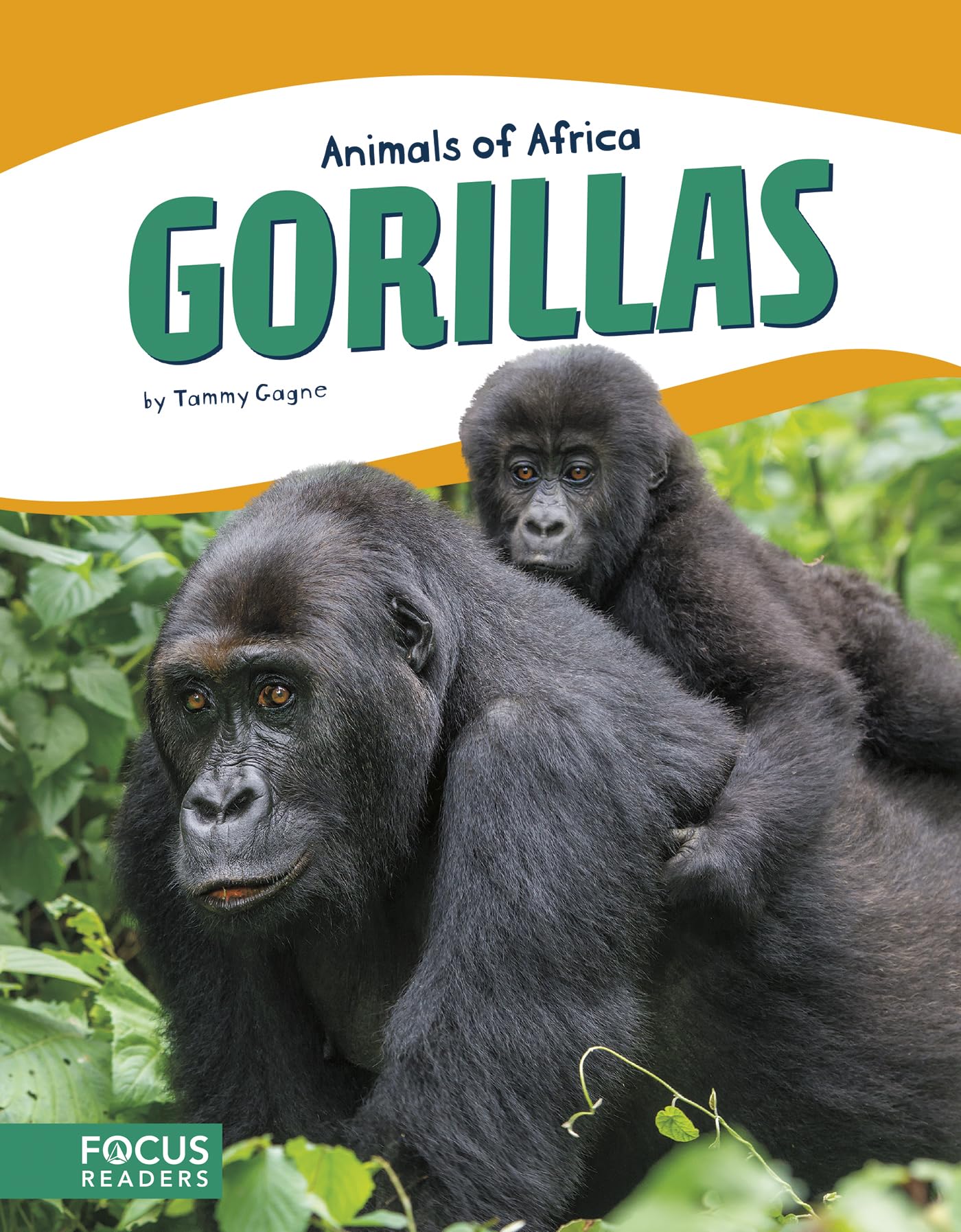 Gorillas (Animals of Africa (Paperback Set of 10))