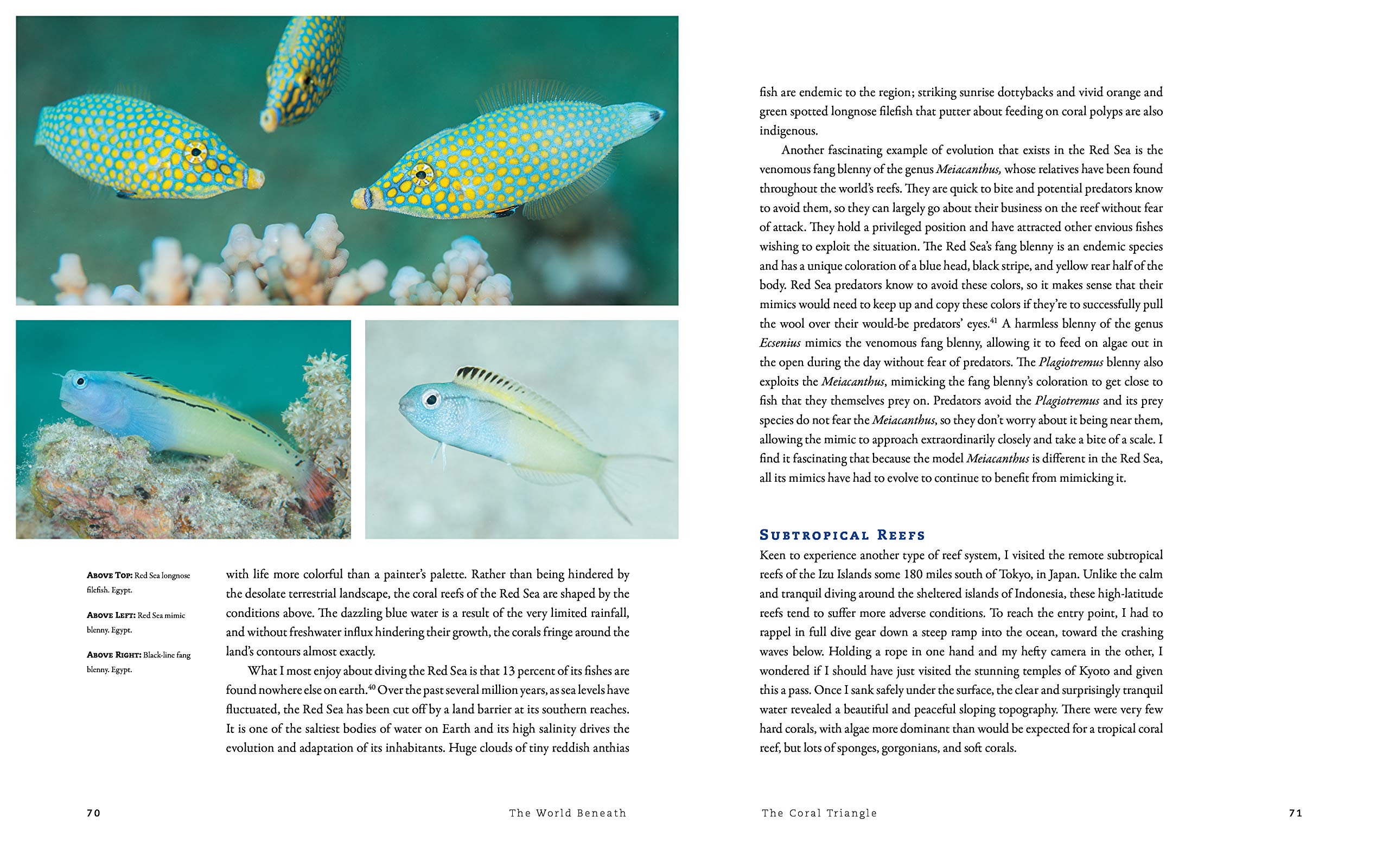 The World Beneath: The Life and Times of Unknown Sea Creatures and Coral Reefs