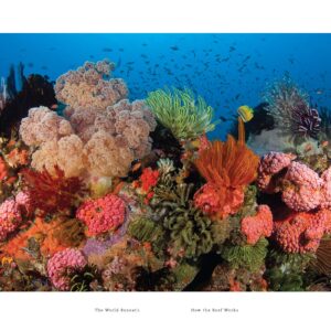 The World Beneath: The Life and Times of Unknown Sea Creatures and Coral Reefs