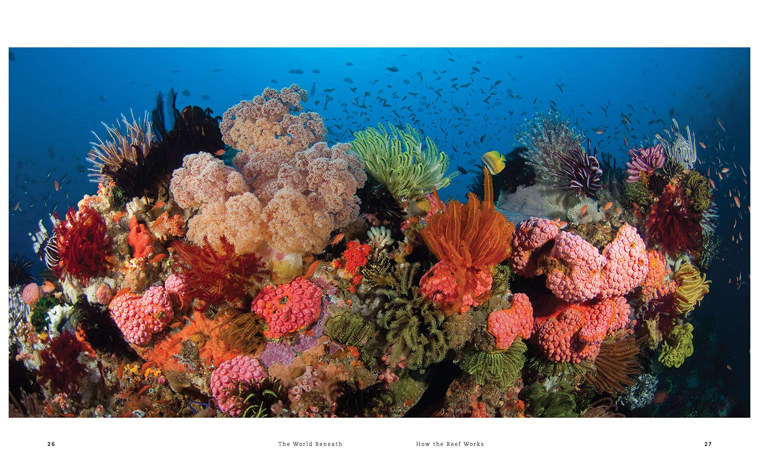 The World Beneath: The Life and Times of Unknown Sea Creatures and Coral Reefs