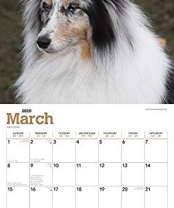 Shetland Sheepdogs 2020 12 x 12 Inch Monthly Square Wall Calendar, Animals Dog Breeds