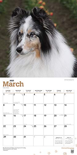 Shetland Sheepdogs 2020 12 x 12 Inch Monthly Square Wall Calendar, Animals Dog Breeds