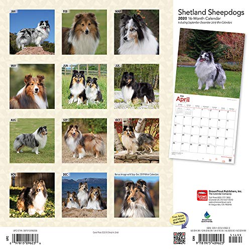 Shetland Sheepdogs 2020 12 x 12 Inch Monthly Square Wall Calendar, Animals Dog Breeds