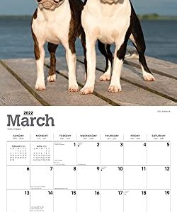 Boston Terriers 2022 12 x 12 Inch Monthly Square Wall Calendar, Animals Dog Breeds DogDays