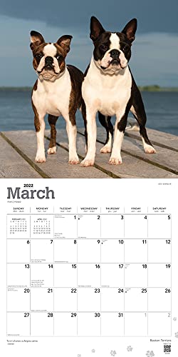 Boston Terriers 2022 12 x 12 Inch Monthly Square Wall Calendar, Animals Dog Breeds DogDays