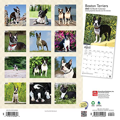 Boston Terriers 2022 12 x 12 Inch Monthly Square Wall Calendar, Animals Dog Breeds DogDays