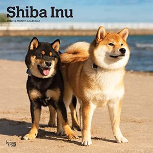 shiba inu 2022 12 x 12 inch monthly square wall calendar, animals asian dog breeds dogdays