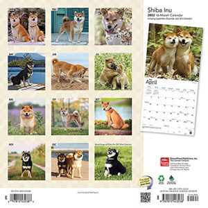 Shiba Inu 2022 12 x 12 Inch Monthly Square Wall Calendar, Animals Asian Dog Breeds DogDays