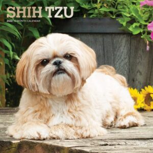 shih tzu 2022 12 x 12 inch monthly square wall calendar with foil stamped cover, animals small dog breeds dogdays