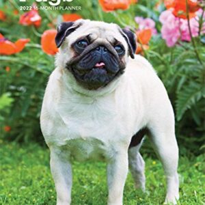 Pugs 2022 6 x 7.75 Inch Spiral-Bound Wire-O Weekly Engagement Planner Calendar | New Full-Color Image Every Week | Animals Dog Breeds Pets