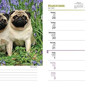 Pugs 2022 6 x 7.75 Inch Spiral-Bound Wire-O Weekly Engagement Planner Calendar | New Full-Color Image Every Week | Animals Dog Breeds Pets