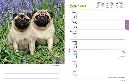 Pugs 2022 6 x 7.75 Inch Spiral-Bound Wire-O Weekly Engagement Planner Calendar | New Full-Color Image Every Week | Animals Dog Breeds Pets