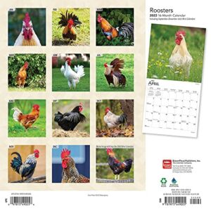 Roosters | 2023 12 x 24 Inch Monthly Square Wall Calendar | BrownTrout | Domestic Farm Barn Animals