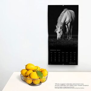 The BrownTrout Portrait Series: The Noble Horse | 2023 12 x 24 Inch Monthly Square Wall Calendar | Pets Equestrian